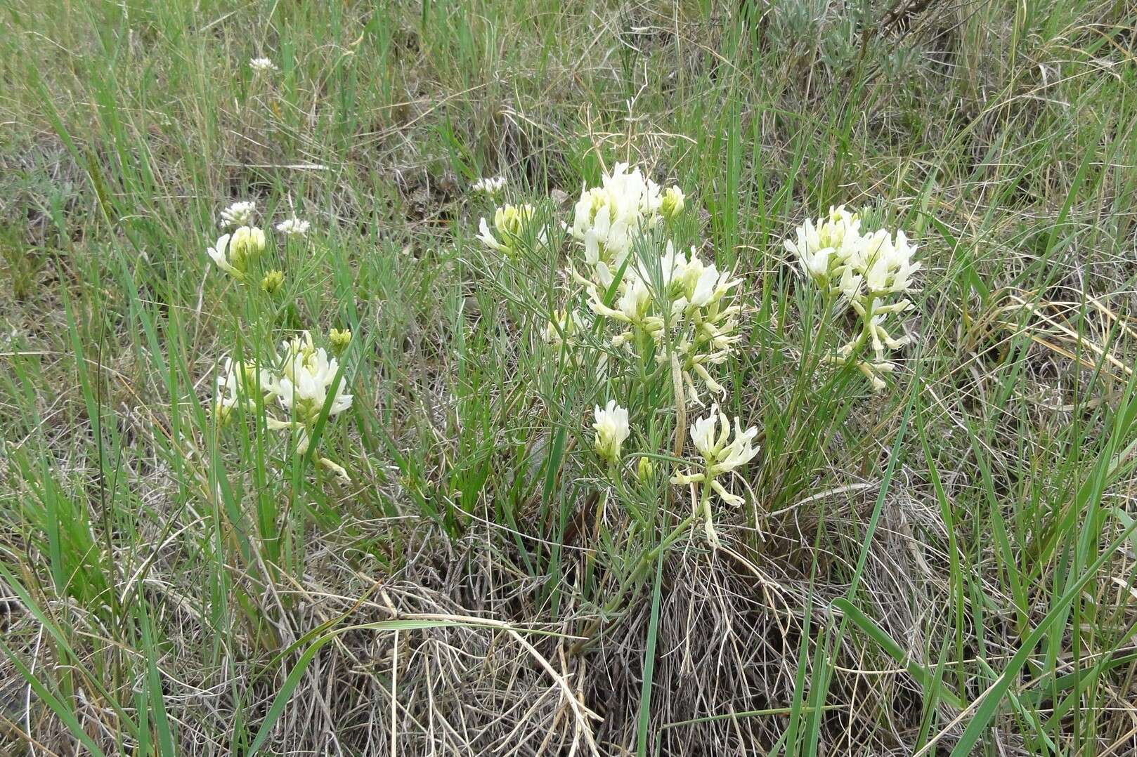 Image of narrowleaf milkvetch