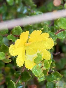 Hibbertia decumbens H. R. Toelken resmi