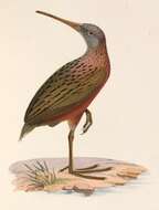 Plancia ëd Rallus madagascariensis Verreaux & J 1833