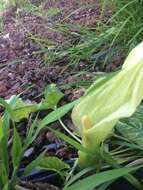 صورة Arum italicum subsp. neglectum (F. Towns.) Prime