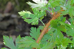 Image of prickly currant