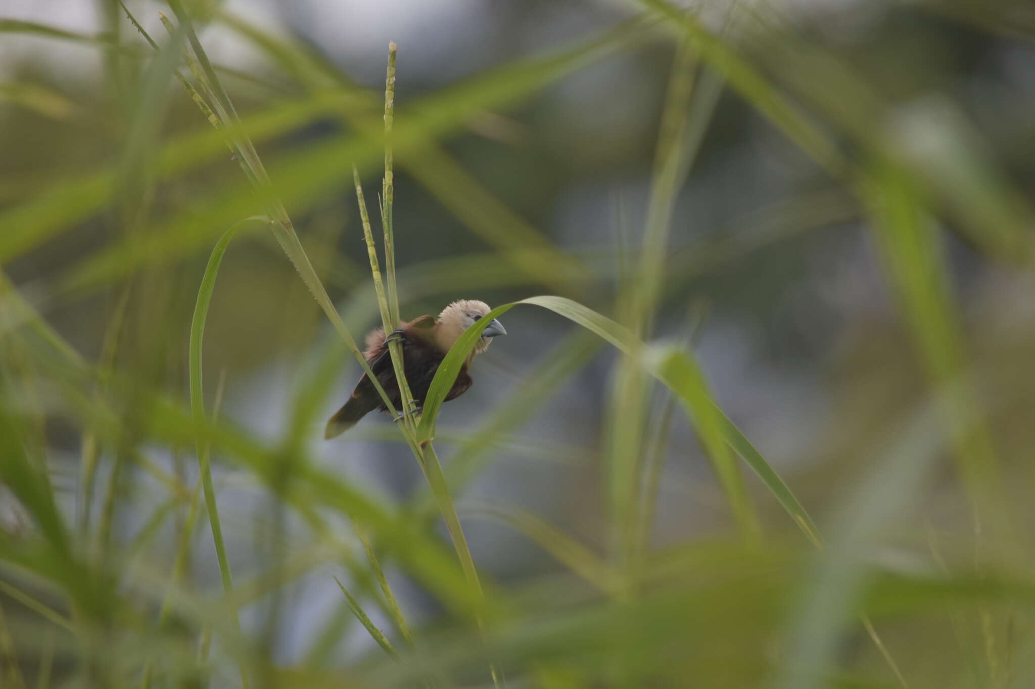 Image of <i>Lonchura maja vietnamensis</i>