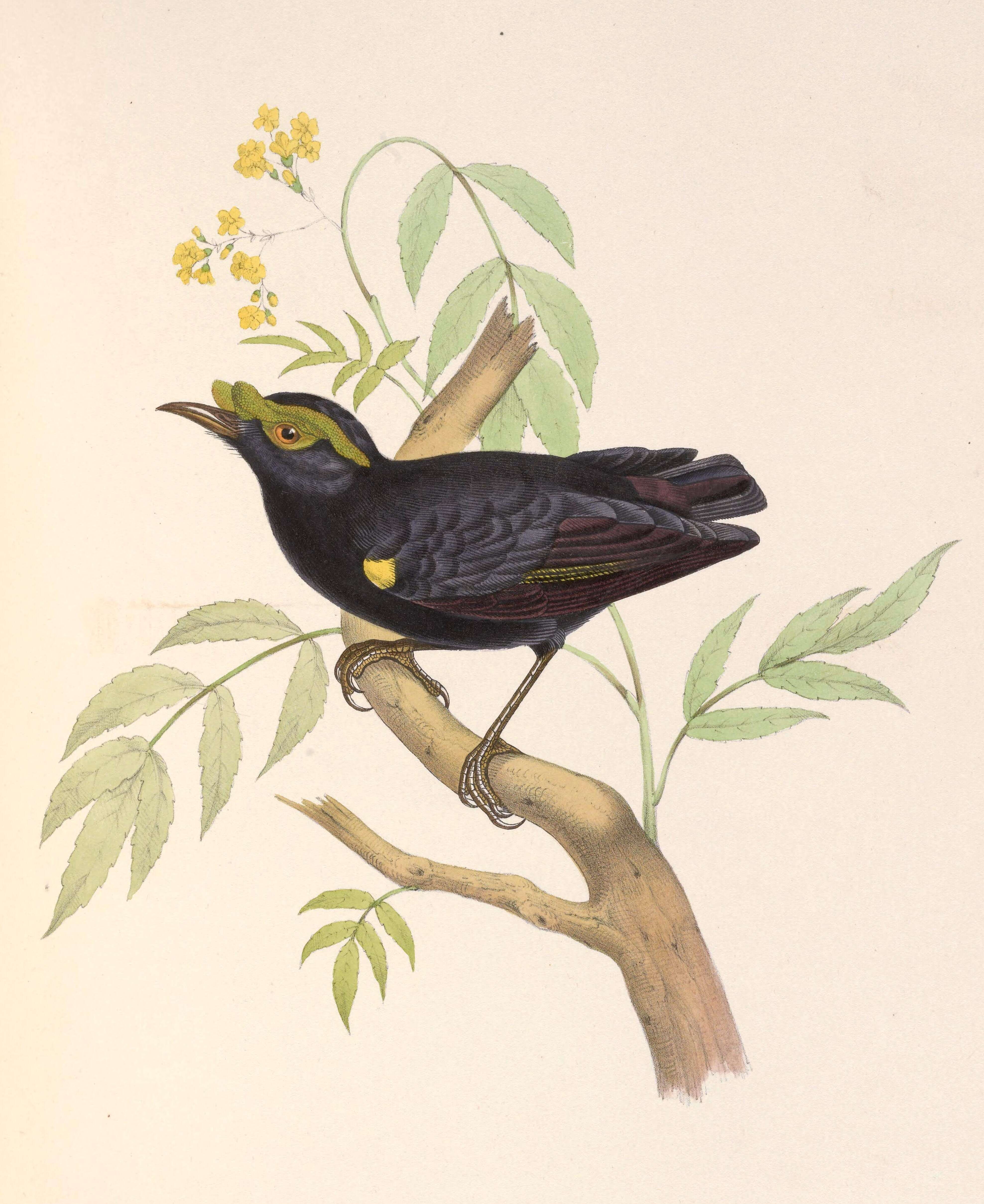 Image of broadbills