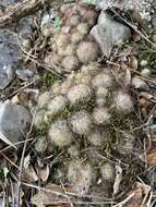 Image de Mammillaria prolifera (Mill.) Haw.