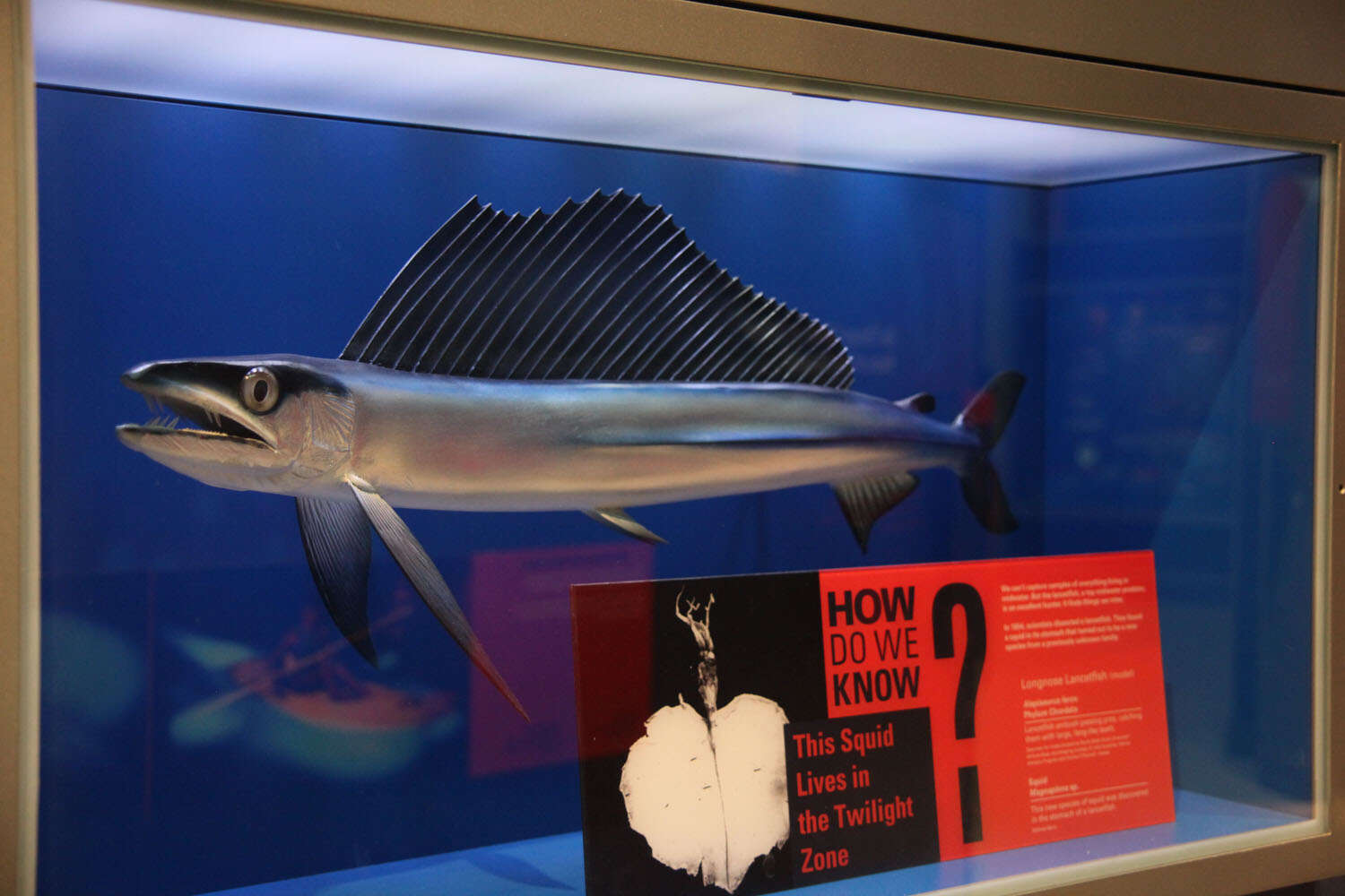 Image of lancetfishes