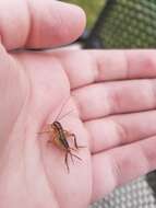 Image of Eastern Striped Cricket