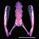 Image of Iwasaki's Snail-eater