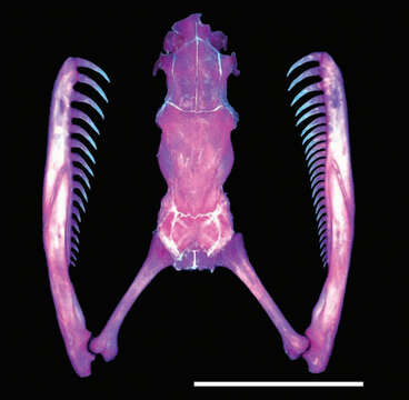 Image of Iwasaki's Snail-eater