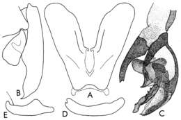 Image of flesh flies