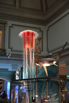 Image of Lion's Mane Jellyfish