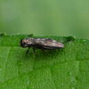 Image of Hackberry Agrilus