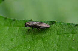 Image of Hackberry Agrilus