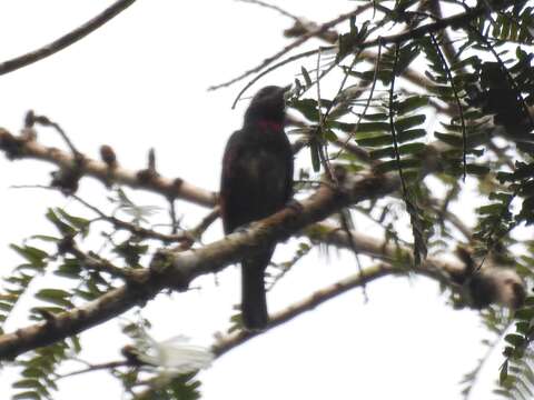 Image of Pink-throated Becard