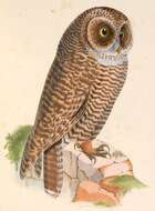 Image of Rufous-legged Owl