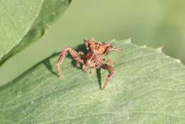 Image of Coenypha ditissima