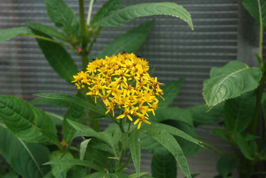 Image of Aleutian ragwort