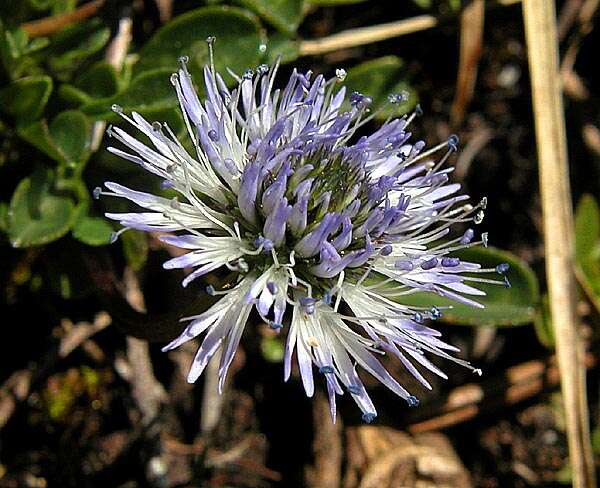 Image of Heart-leaf Globe Daisy