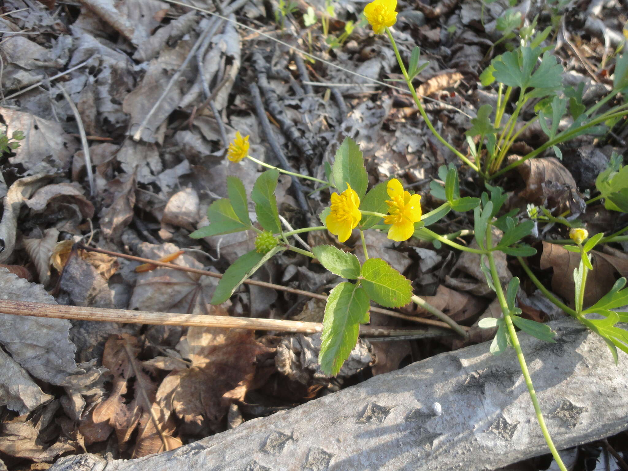 Image of Ranunculus franchetii H. Boissieu