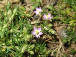 Plancia ëd Spergularia rubra (L.) J. Presl & C. Presl