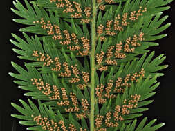 Image of single crepe fern