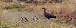 Image of magellan goose, upland goose