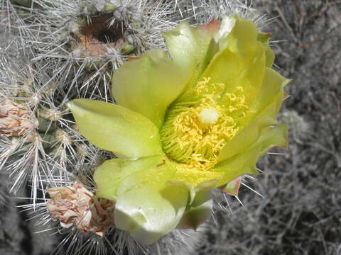 Image of Cylindropuntia californica var. rosarica (G. E. Linds.) Rebman