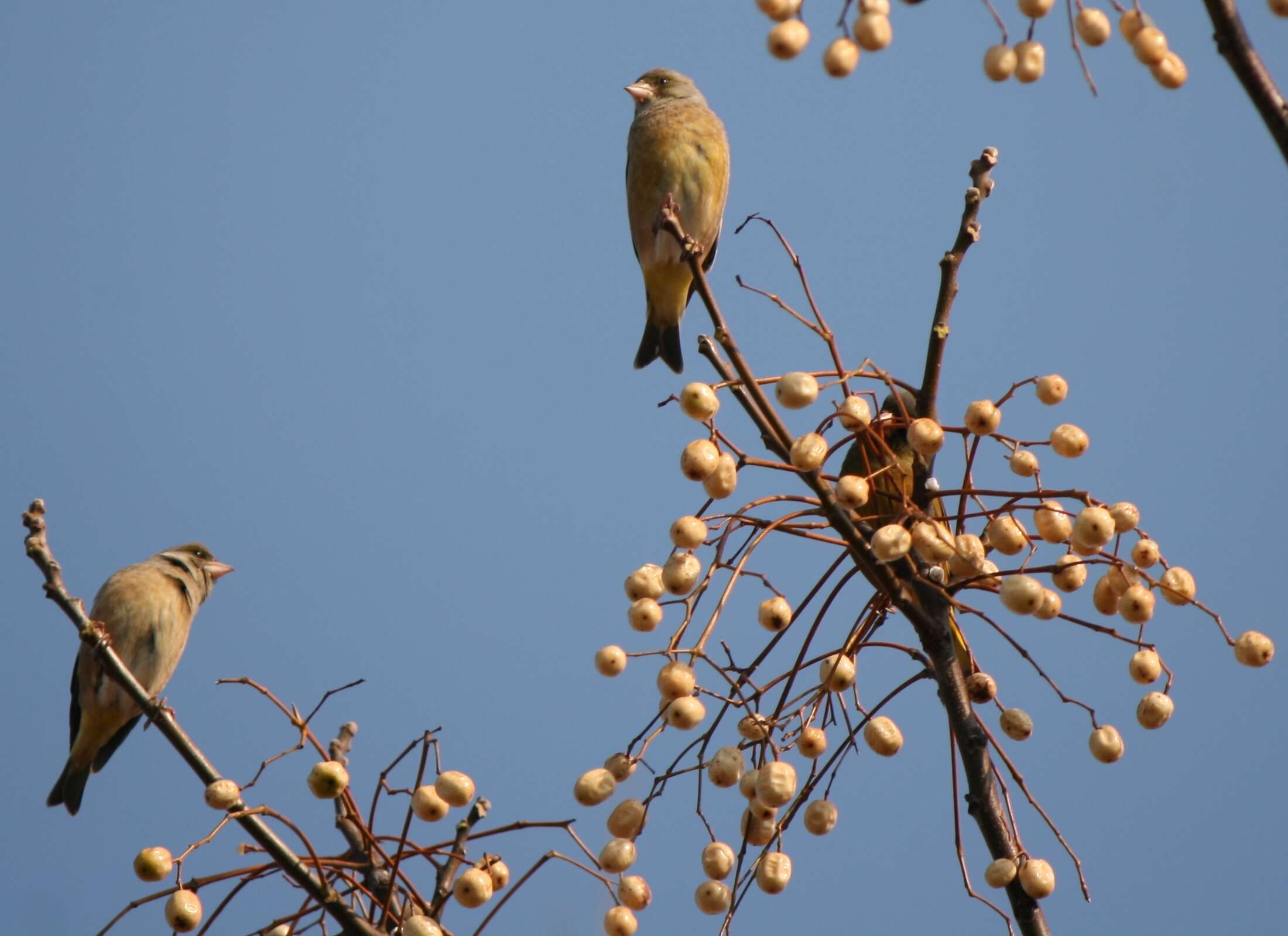 Image of Grey-capped Greenfinch