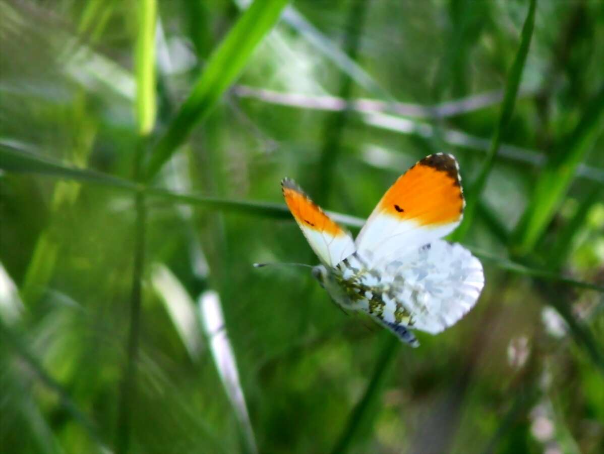 Image of orange tip