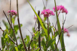 صورة Spiraea splendens Baumann ex K. Koch