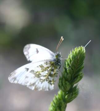 Image of orange tip