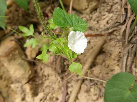 Image of Ipomoea biflora (L.) Pers.