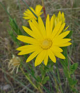 Image of Texas sleepydaisy