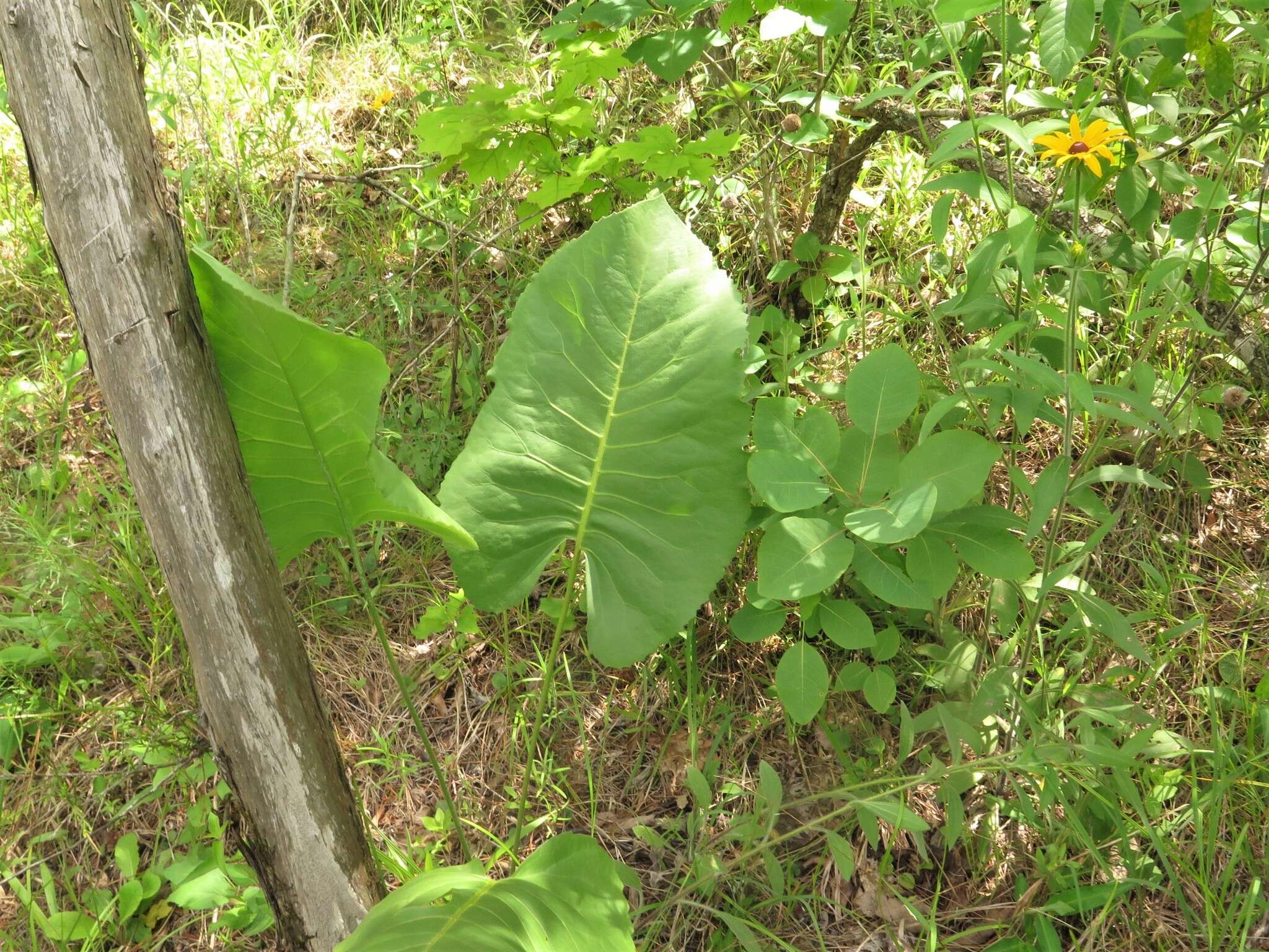 Image of <i>Silphium <i>terebinthinaceum</i></i> var. terebinthinaceum