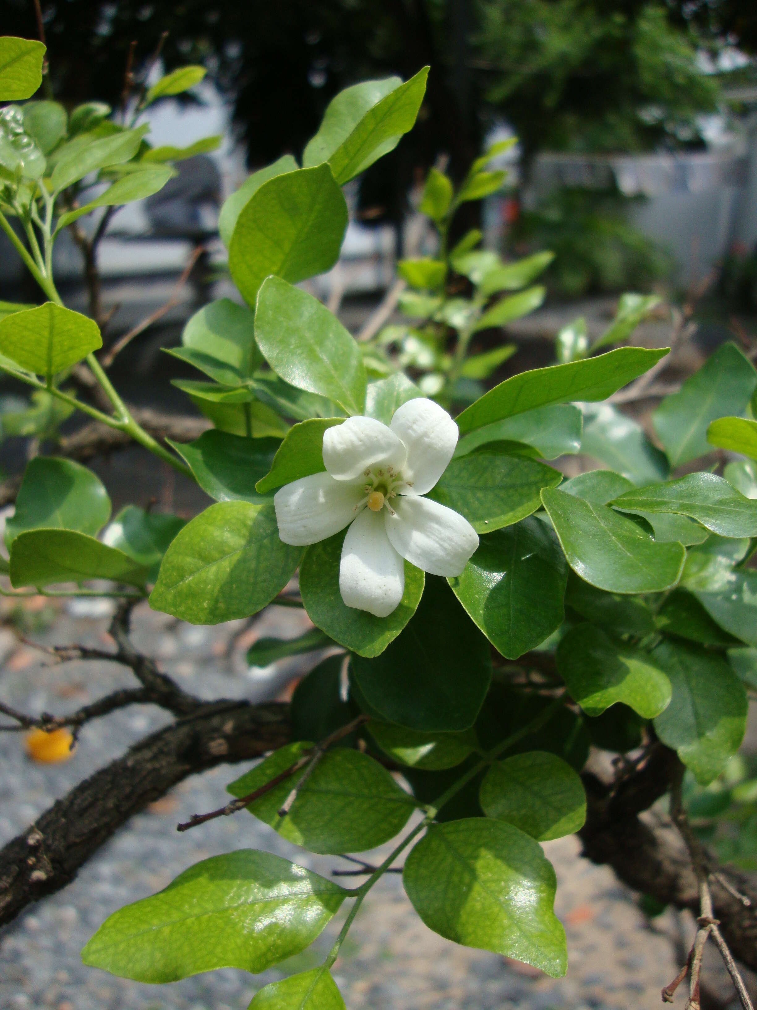 Image of orange jasmine