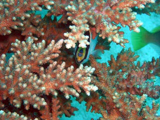 Image of staghorn corals