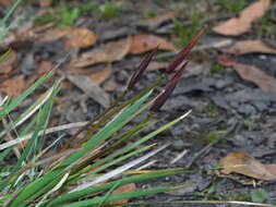 Image of Purple Flag