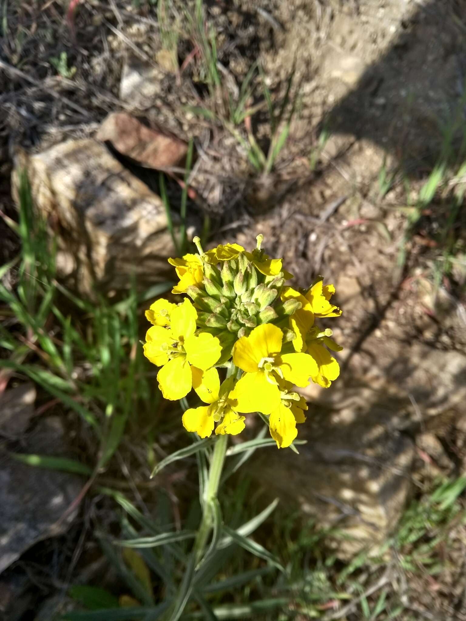 Слика од Erysimum capitatum var. capitatum