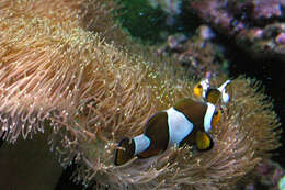 Imagem de Amphiprion ocellaris Cuvier 1830