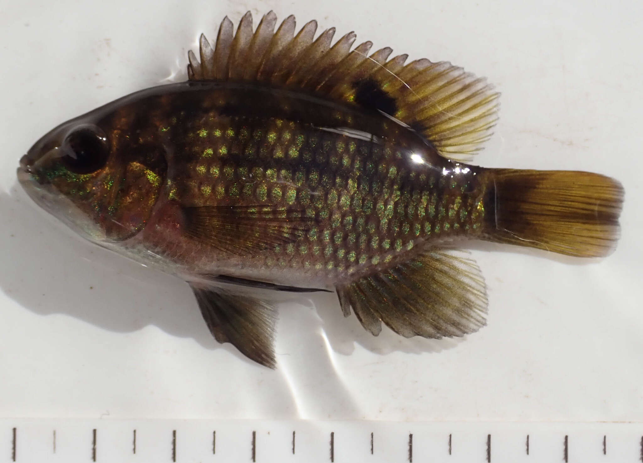 Image of Banded bream