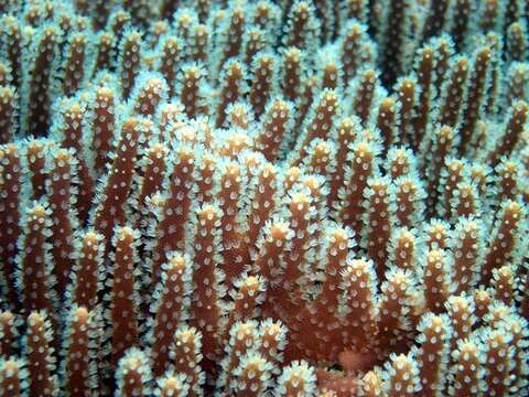 Image of Leather coral