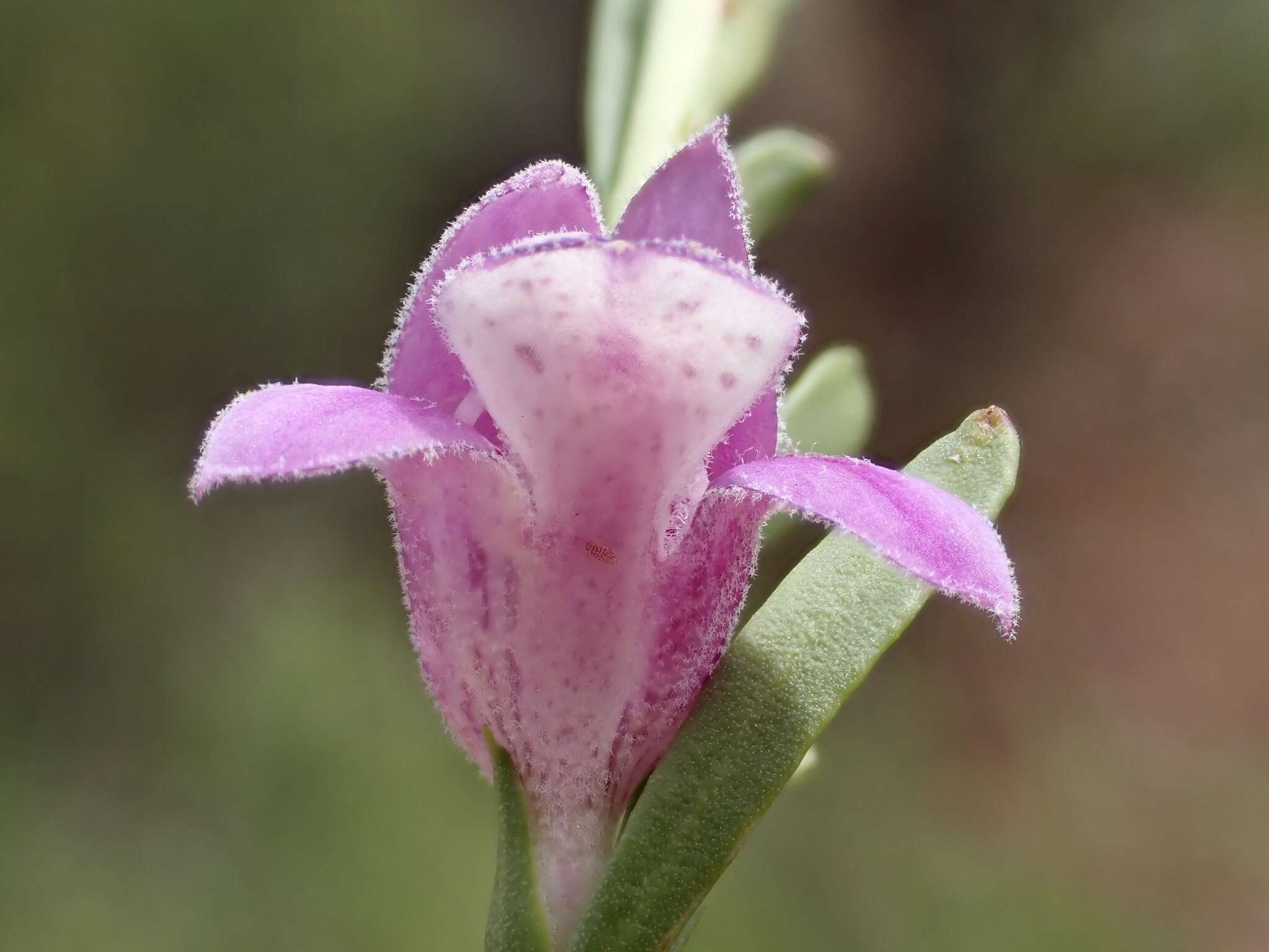 Image of Eremophila divaricata subsp. divaricata