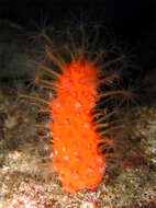 Image of Long polyp orange soft coral