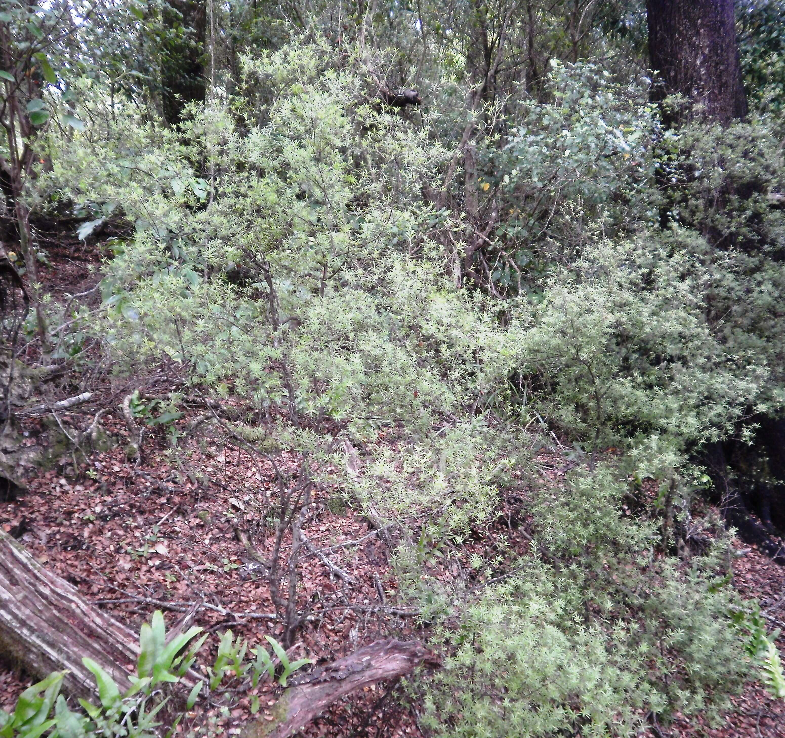 Image of Leucopogon fasciculatus