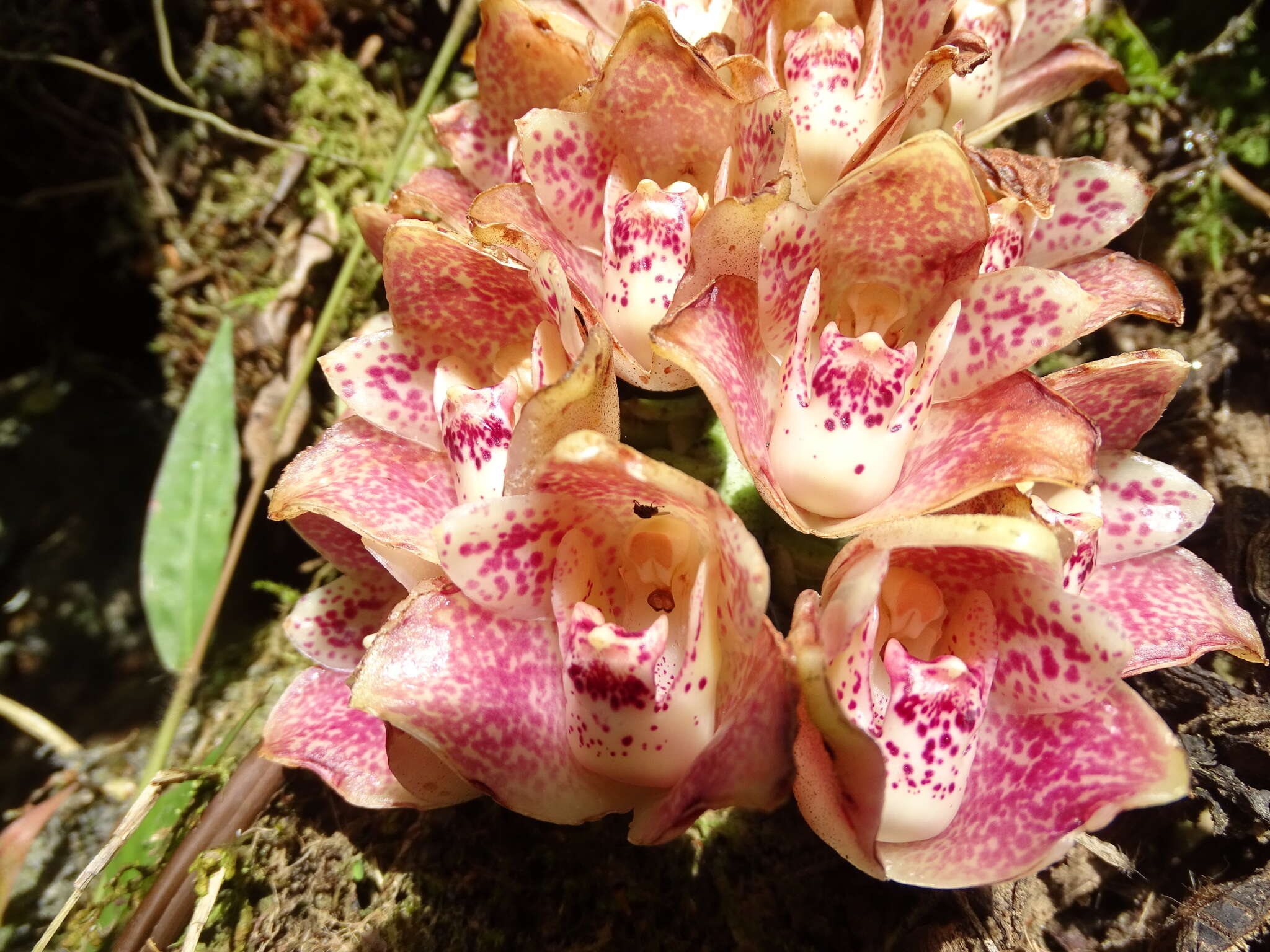 Image of Lycomormium ecuadorense H. R. Sweet