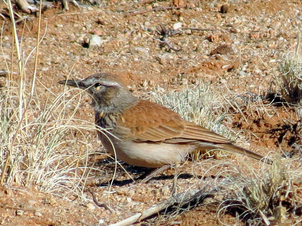 Image of Certhilauda subcoronata bradshawi (Sharpe 1904)