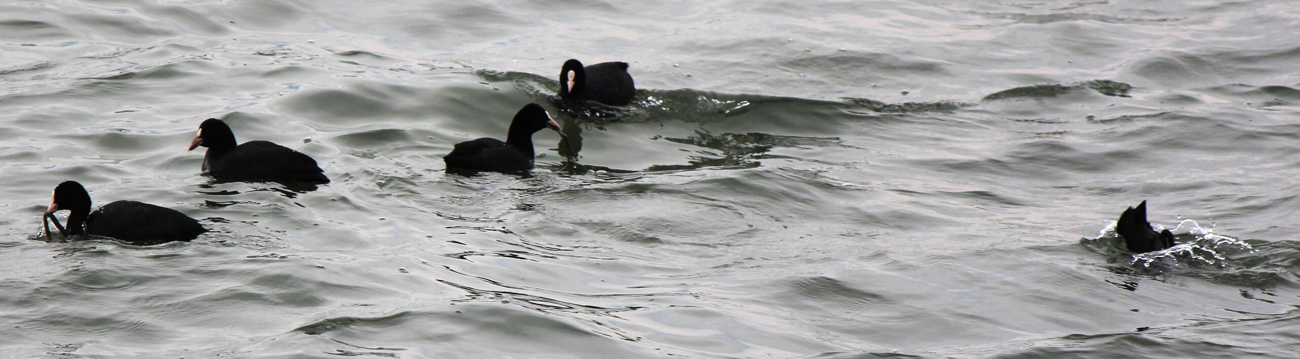 Image of Common Coot