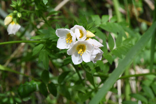 Image of royal Jacob's-ladder