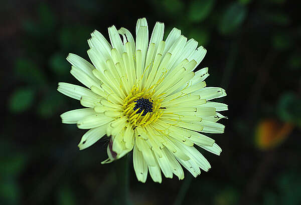 Image of Smooth Golden Fleece