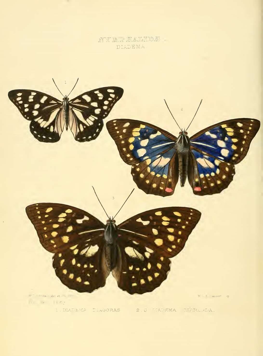 Image of Sasakia charonda Hewitson 1862