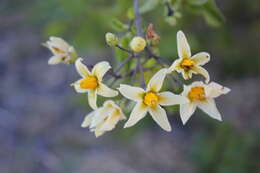 صورة Solanum cardiophyllum Lindl.